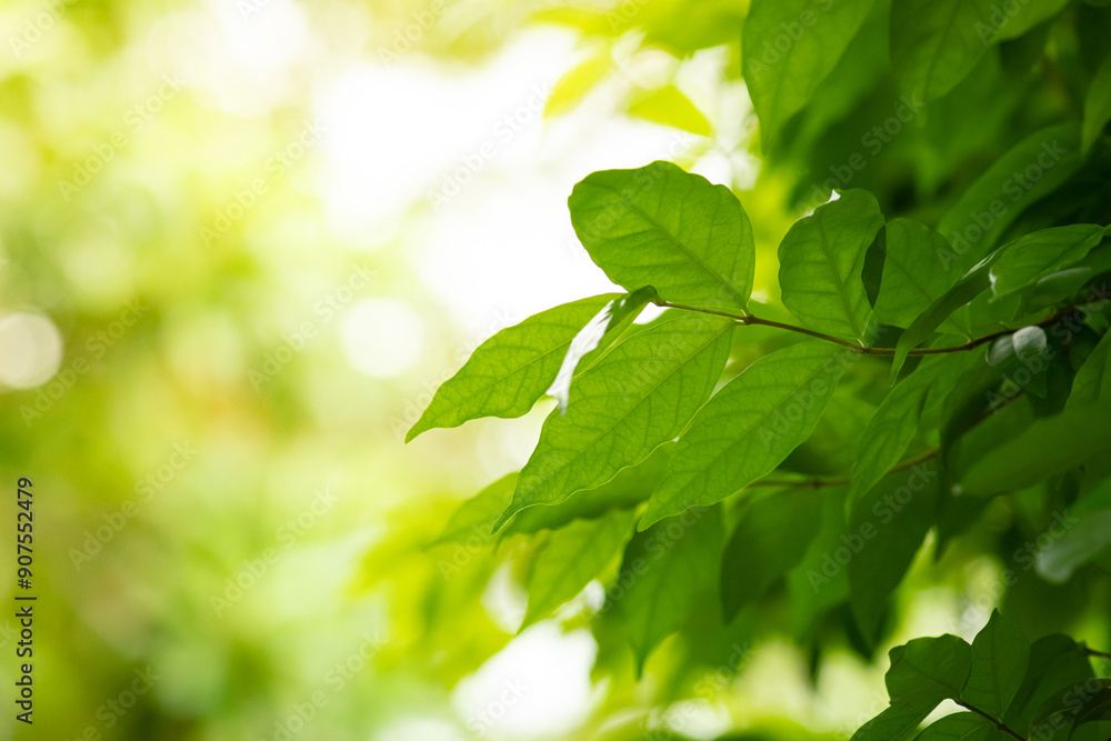 Sunlit green leaves with a soft, blurred background. Sunlit green leaves with a soft, blurred background.