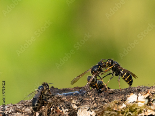 Mittlere Wespe oder Kleine Hornisse (Dolichovespula media), Kampf photo