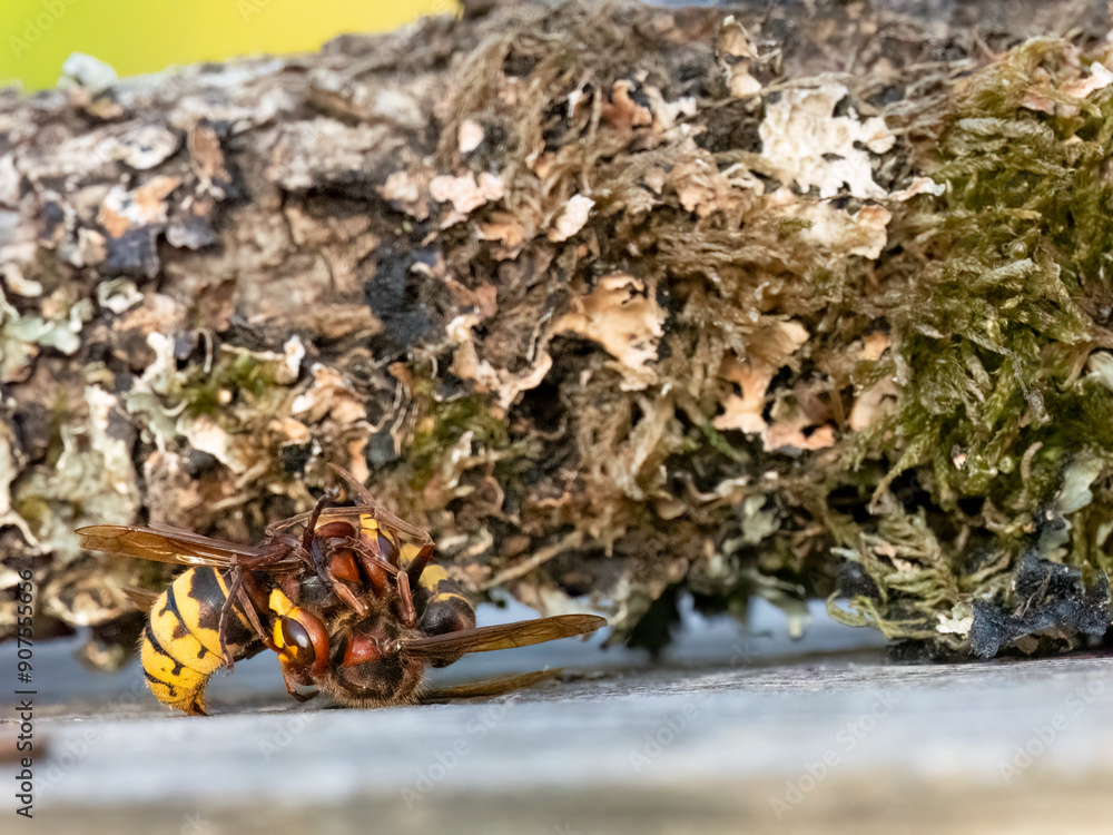 Hornisse (Vespa crabro) Arbeiterinnen kämpfen auf Leben und Tod