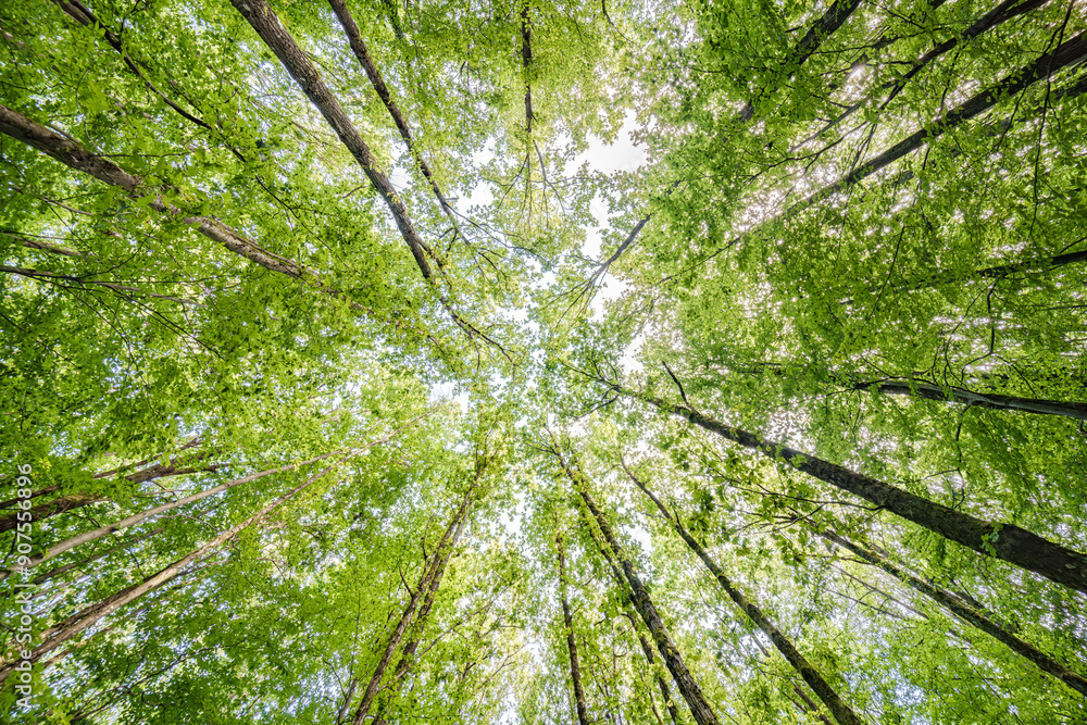 Obraz premium Gazing Upward Into the Lush Green Trees Within a Flourishing and Verdant Forest Environment