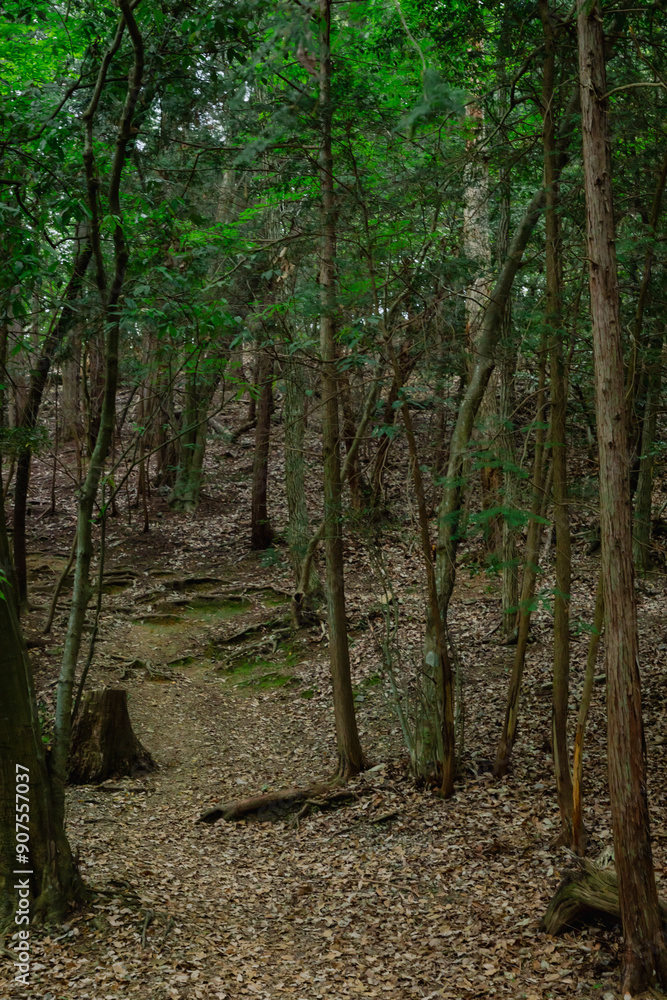 Obraz premium footpath in the woods