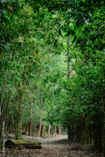 path in the woods