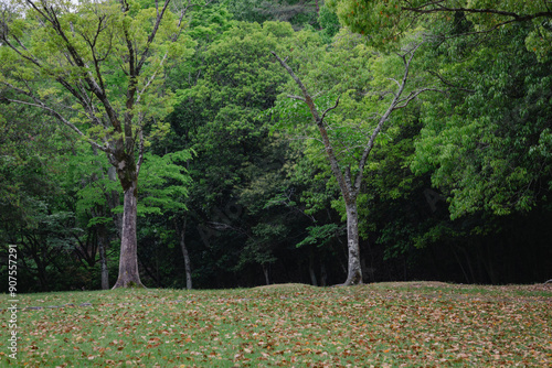 spring in the park