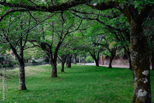 spring in the park