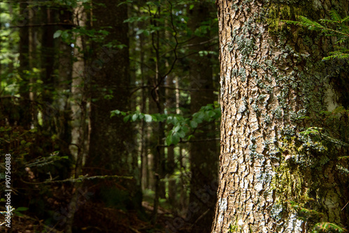 fir forests of the Apennines Fanano in the Apennines