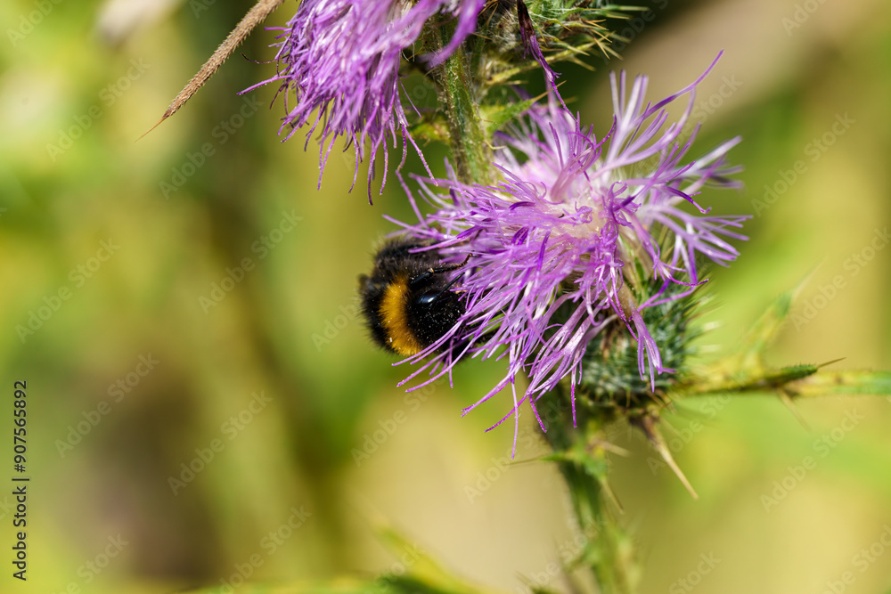 This is a CloseUp of a Bumblebee Actively Pollinating a Vibrant Purple Flower During Its Lifecycle This is a CloseUp of a Bumblebee Actively Pollinating a Vibrant Purple Flower During Its Lifecycle