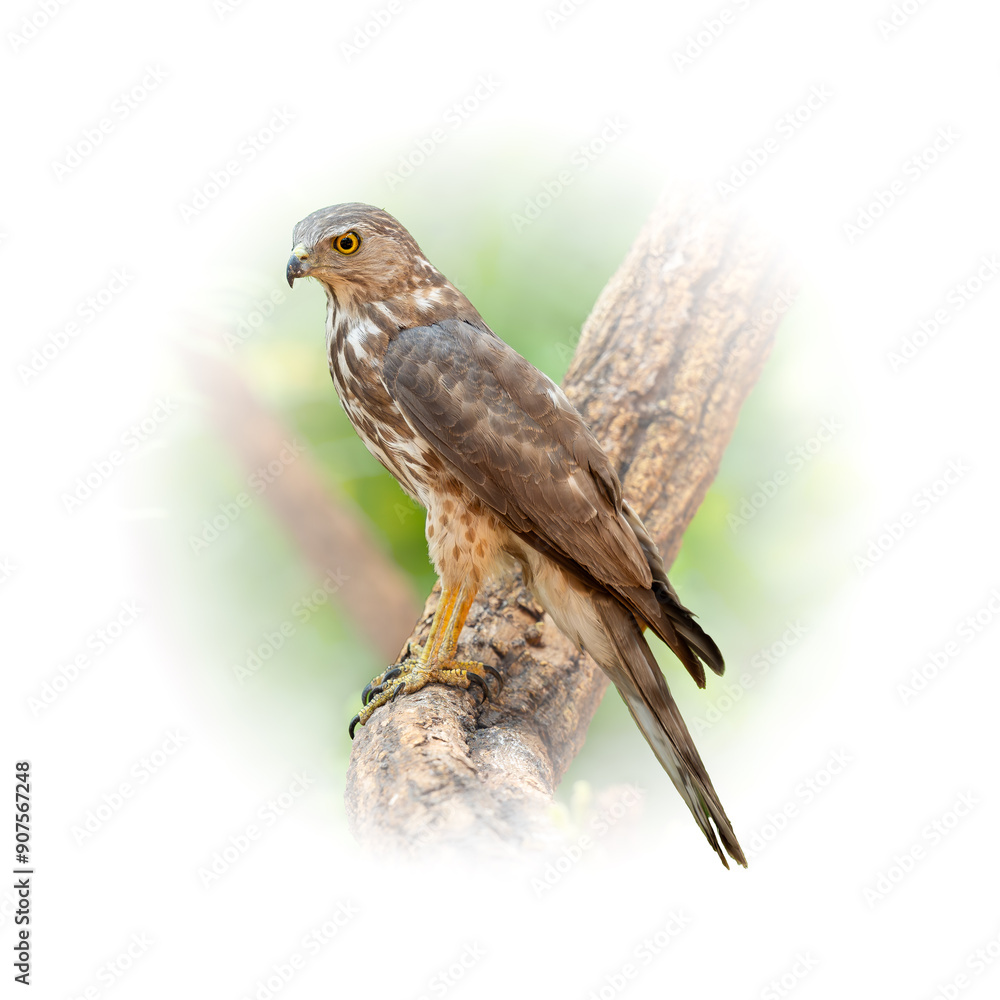 Shikra perching on a stone looking into a distance Shikra perching on a stone looking into a distance