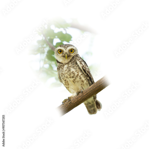 Spotted Owlet perching on tree branch looking straight at the camera