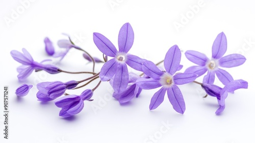 Delicate Purple Flowers