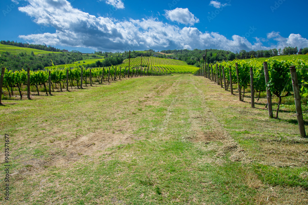 View of a pretty vineyard in the Emilia Romagna region of Italy View of a pretty vineyard in the Emilia Romagna region of Italy