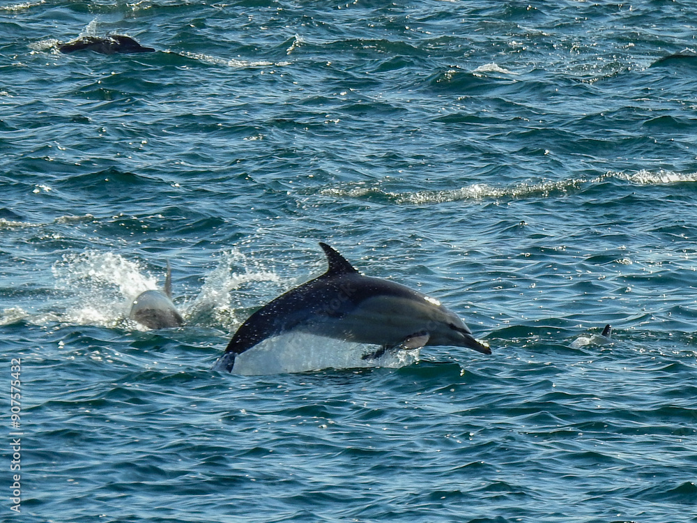 Fototapeta premium dolphin jumping out of water