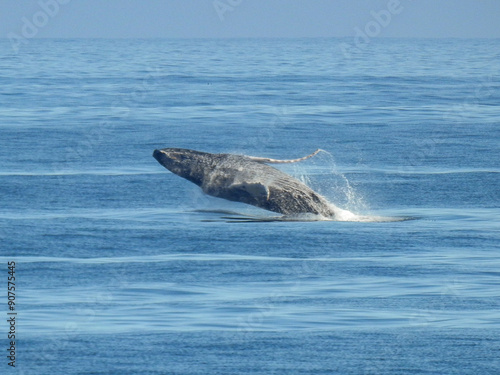 Whale surfaces from the ocean