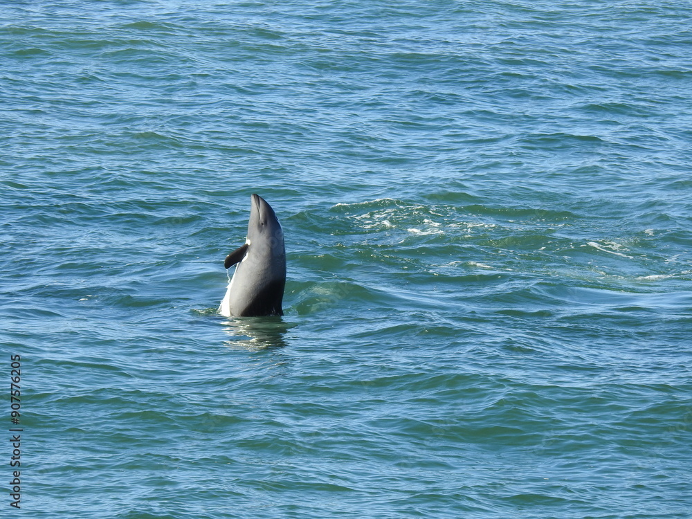 Naklejka premium dolphin breached out of the water