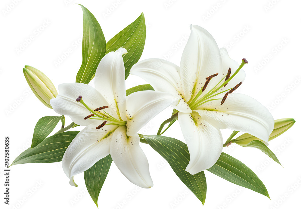 A branch of lily with leaves on white background A branch of lily with leaves on white background
