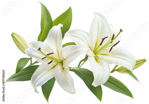 A branch of lily with leaves on white background