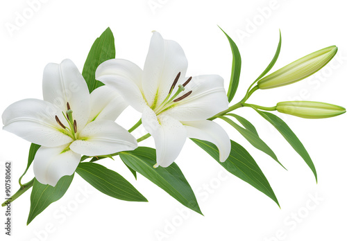A branch of lily with leaves on white background