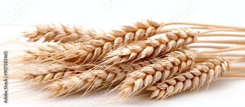 Freshly Harvested Wheat Stalks on White Background