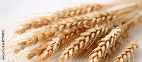 Dried Wheat Stalks Displayed on a Light Background
