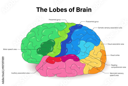 The Lobes of Brain vector. Human brain structure diagram. Brain function infographic.