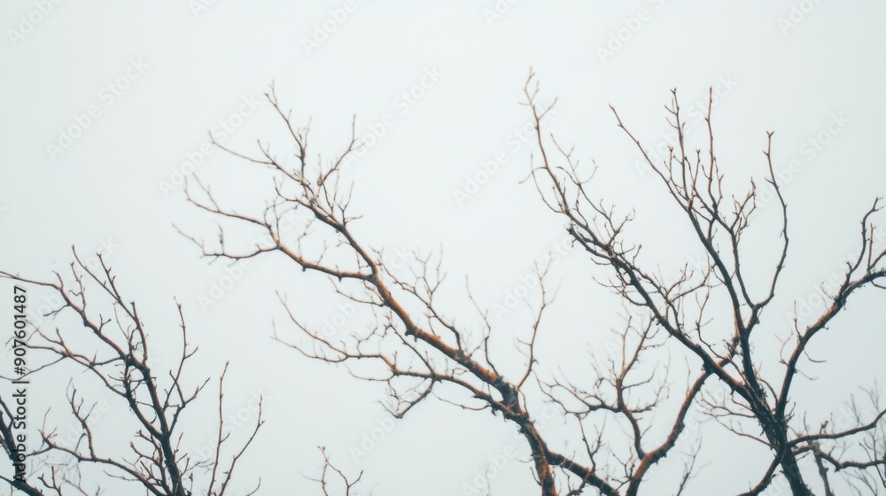 The stark silhouette of bare tree branches contrasts with the overcast white sky The stark silhouette of bare tree branches contrasts with the overcast white sky