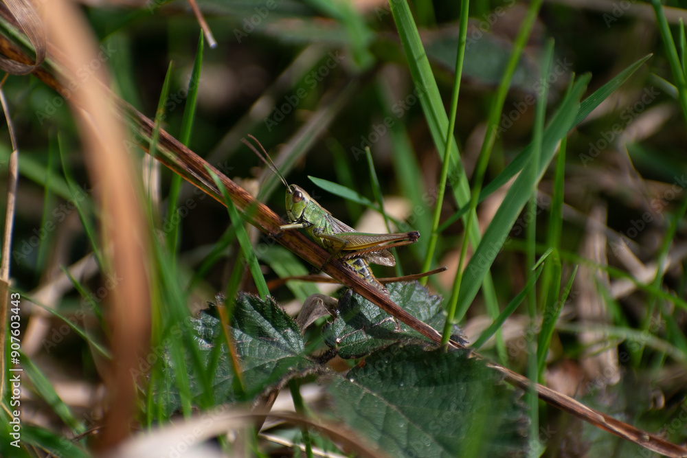 Grasshopper in the grass (and yes it is hopping) Grasshopper in the grass (and yes it is hopping)