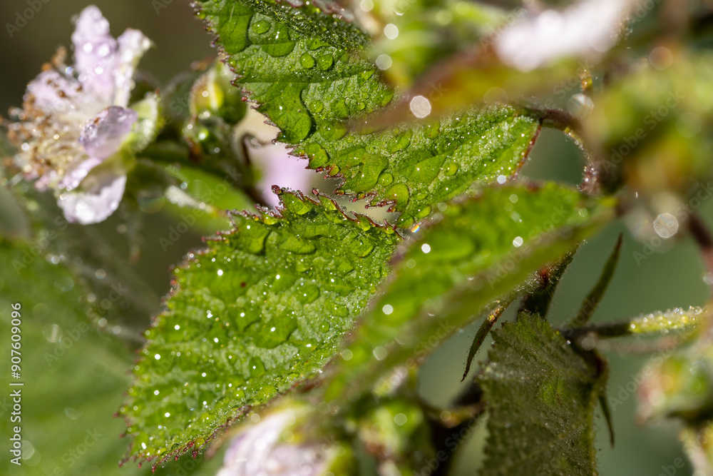 a wet blackberry bush during flowering a wet blackberry bush during flowering