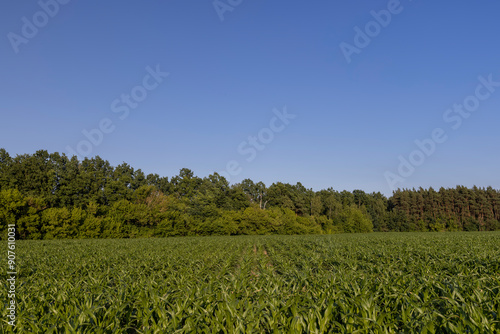 a field with green corn foliage in the summer sunset