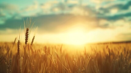 Sunset on the field with young rye or wheat in the summer with a cloudy sky background Landscape : Generative AI