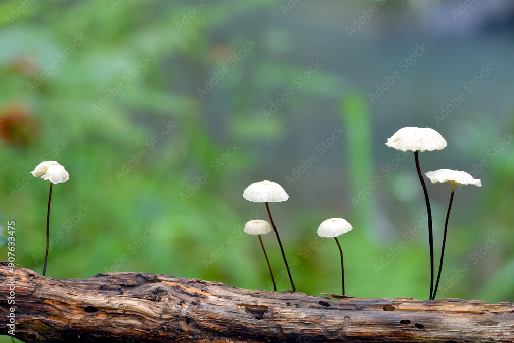 Group of mushrooms (Mycena sp) on a wooden twig Group of mushrooms (Mycena sp) on a wooden twig