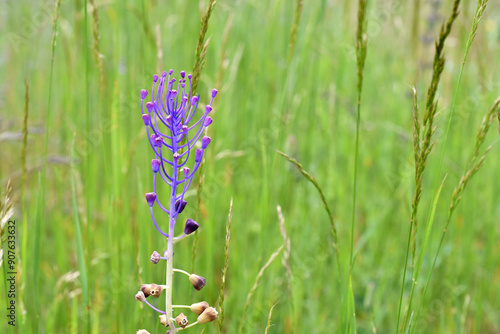 Violet flowers of the tasse...