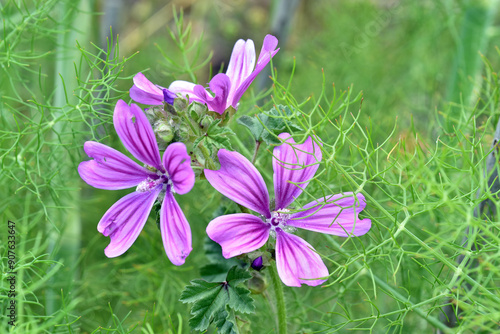 The pink flowers of the wil...