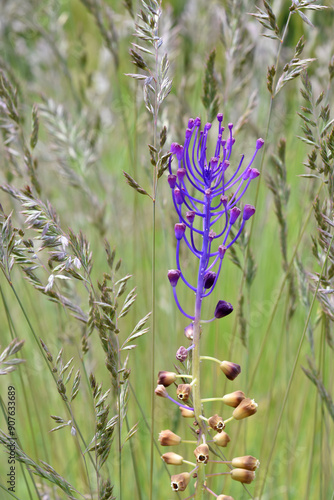 Violet flowers of the tassel hyacinth (Leopoldia comosa or Muscari comosum) in a meadow. photo