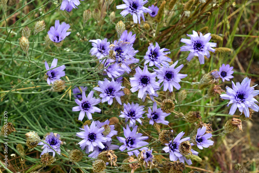 Blue flowers of Cupid's dart (Catananche caerulea) Blue flowers of Cupid's dart (Catananche caerulea)