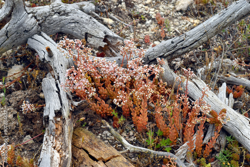 Foto The lithophyte white stonecrop (Sedum album)