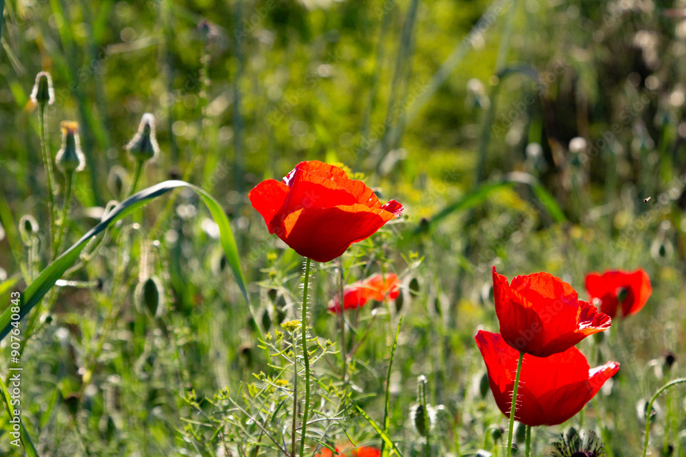 Obraz premium blooming poppies, sunlit meadow, wildflowers, nature, green foliage, backlit flowers, floral beauty, garden, spring flowers, vibrant colors