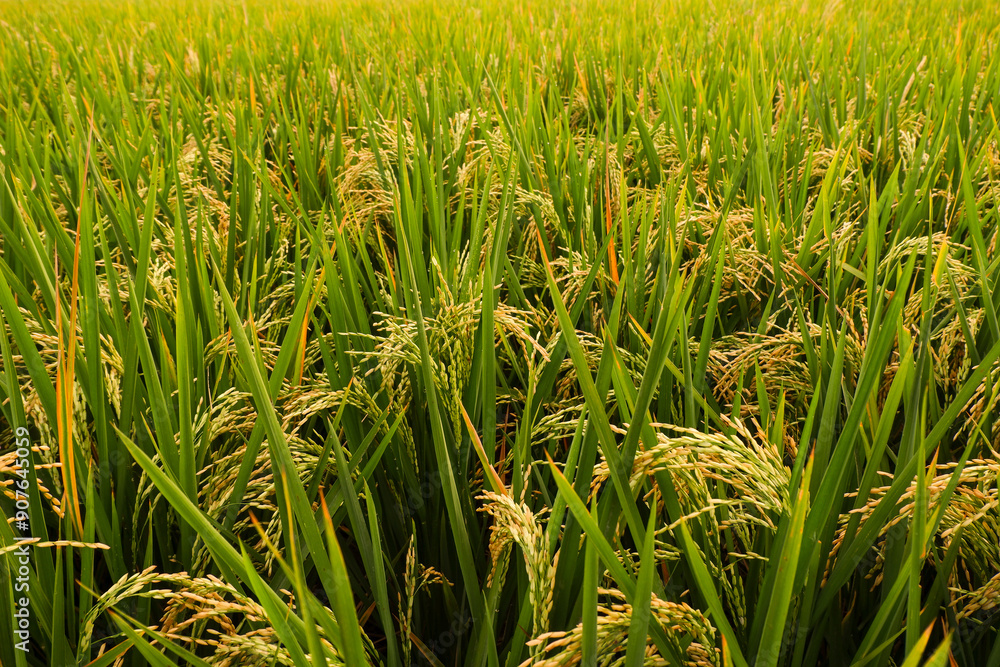 Obraz premium rice plants ready to be harvested in a rice field in a tropical area