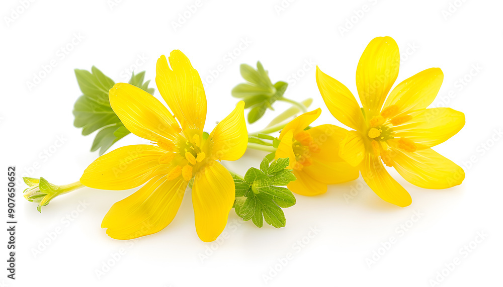Fototapeta premium Celandine flower isolated on white background