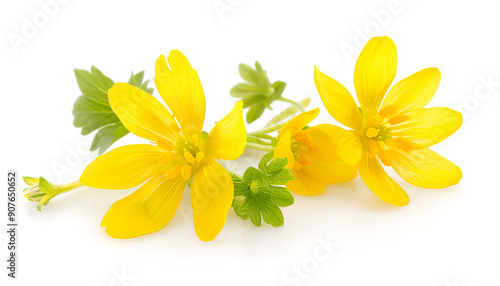Celandine flower isolated on white background