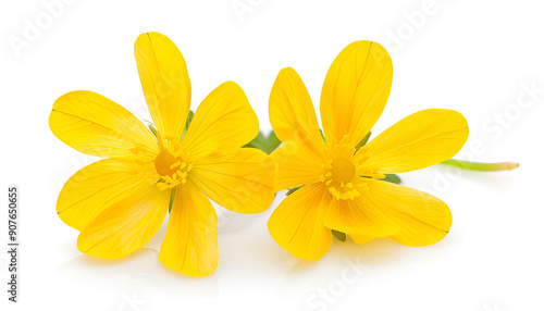 Celandine flower isolated on white background