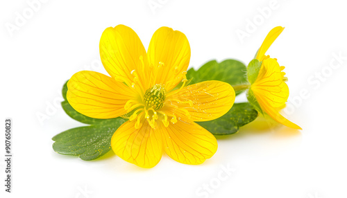 Celandine flower isolated on white background