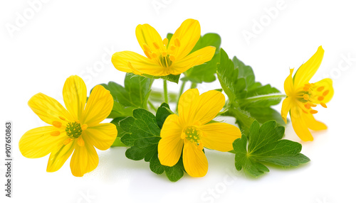 Celandine flower isolated on white background