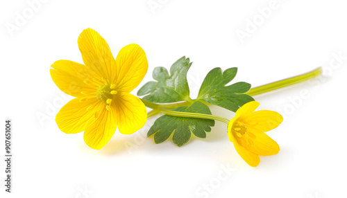 Celandine flower isolated on white background