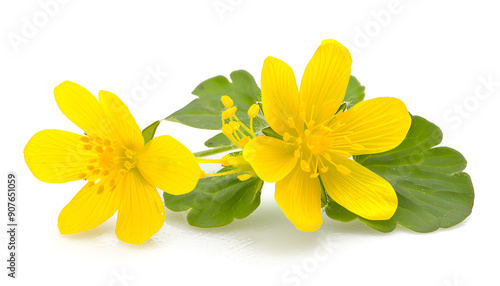 Celandine flower isolated on white background