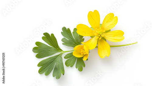Celandine flower isolated on white background