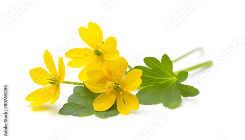 Celandine flower isolated on white background