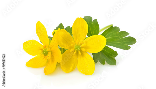 Celandine flower isolated on white background