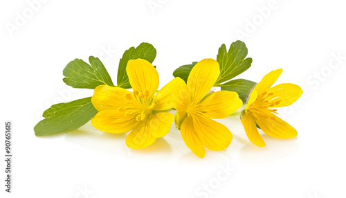 Celandine flower isolated on white background