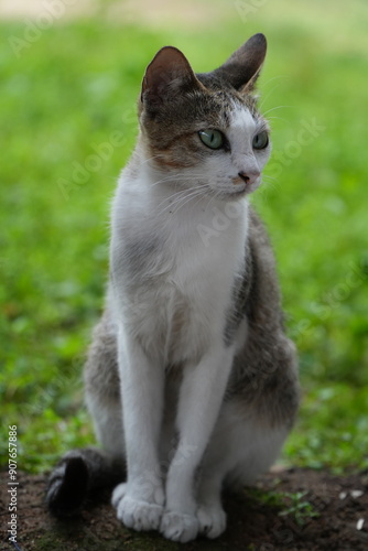Wallpaper Mural cat Torontodigital.ca