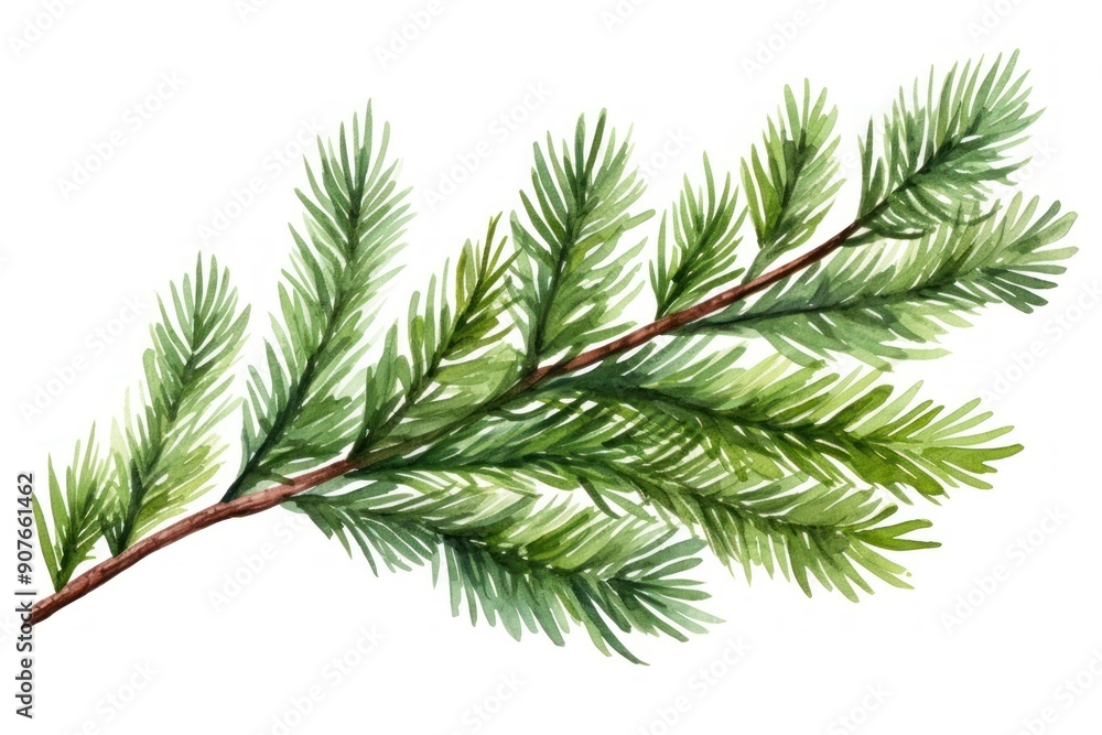 Fir branches plant tree pine. Fir branches plant tree pine.
