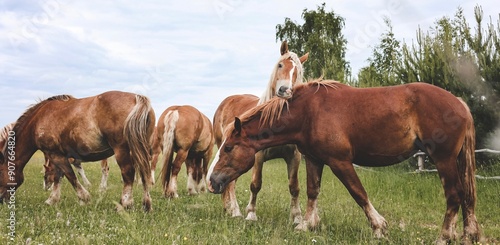 A heavy draft horse, horses with foals grazing in a meadow. A beautiful animal in the field in summer. A herd of horses in nature. Banner.
